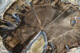 Petrified Wood (Schinoxylon) Slab - Blue Forest, Wyoming #124220-1